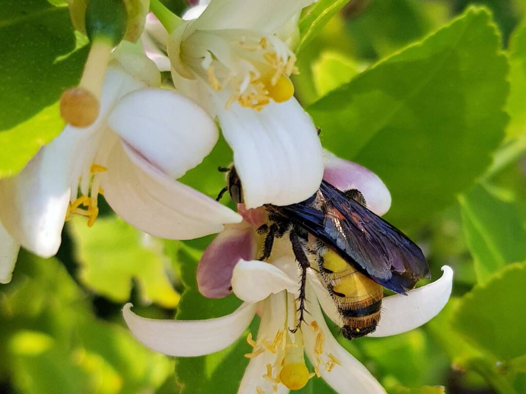 Yellow Hairy Flower Wasp (Radumeris radula) on lemon blossoms, Alice Springs NT