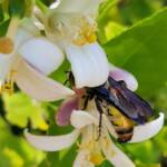 Yellow Hairy Flower Wasp (Radumeris radula) on lemon blossoms, Alice Springs NT