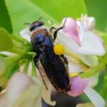 Yellow Hairy Flower Wasp (Radumeris radula) on lemon blossoms, Alice Springs NT
