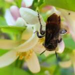 Yellow Hairy Flower Wasp (Radumeris radula) on lemon blossoms, Alice Springs NT