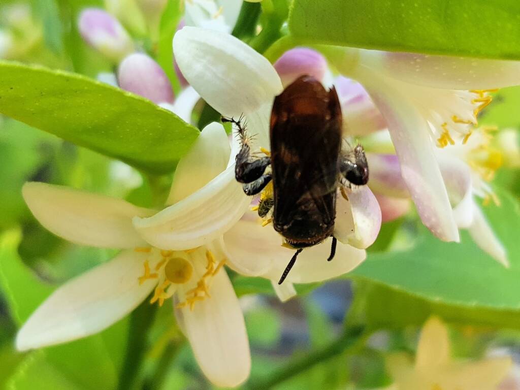 Yellow Hairy Flower Wasp (Radumeris radula) on lemon blossoms, Alice Springs NT