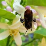 Yellow Hairy Flower Wasp (Radumeris radula) on lemon blossoms, Alice Springs NT