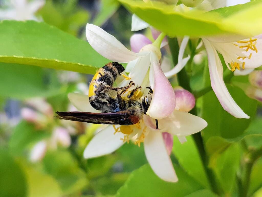 Yellow Hairy Flower Wasp (Radumeris radula) on lemon blossoms, Alice Springs NT
