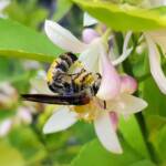 Yellow Hairy Flower Wasp (Radumeris radula) on lemon blossoms, Alice Springs NT
