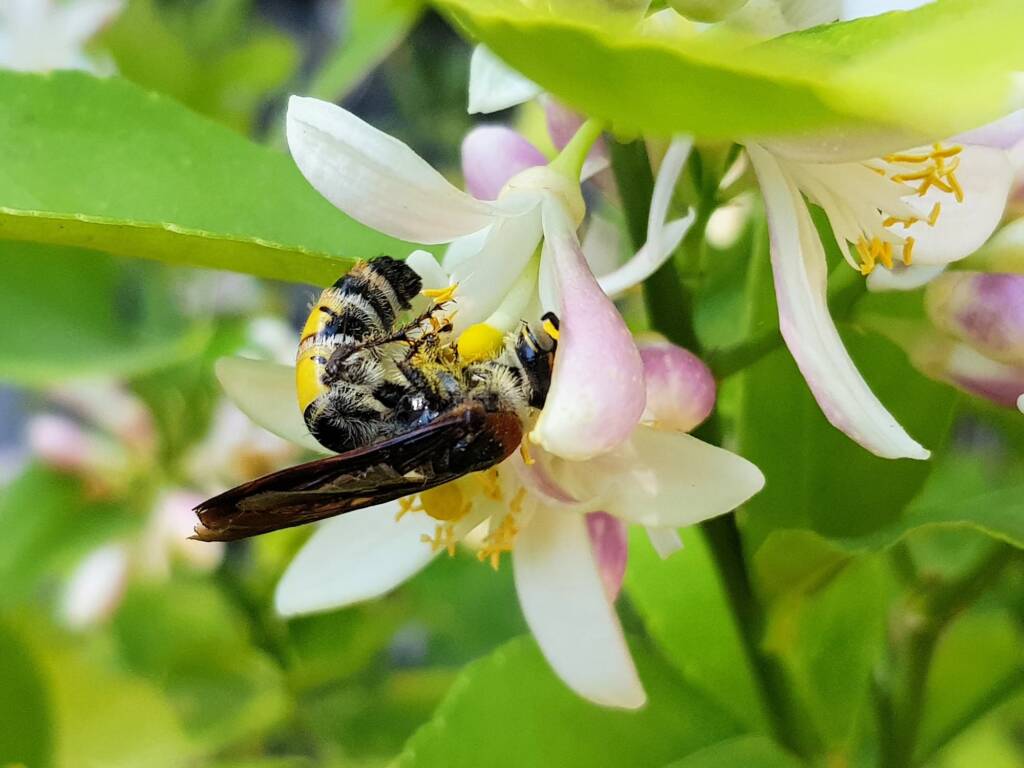 Yellow Hairy Flower Wasp (Radumeris radula) on lemon blossoms, Alice Springs NT