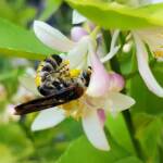 Yellow Hairy Flower Wasp (Radumeris radula) on lemon blossoms, Alice Springs NT