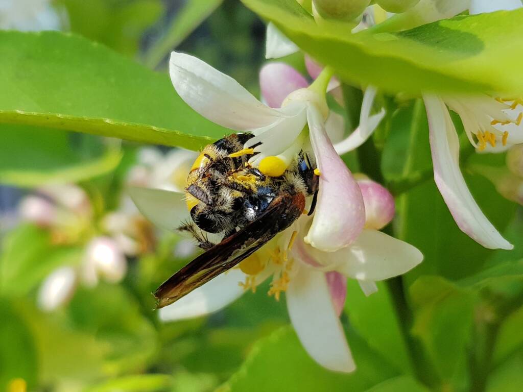 Yellow Hairy Flower Wasp (Radumeris radula) on lemon blossoms, Alice Springs NT