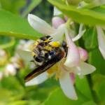 Yellow Hairy Flower Wasp (Radumeris radula) on lemon blossoms, Alice Springs NT