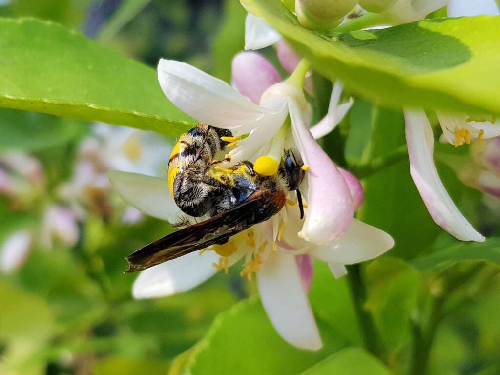 Yellow Hairy Flower Wasp (Radumeris radula) on lemon blossoms, Alice Springs NT