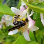 Yellow Hairy Flower Wasp (Radumeris radula) on lemon blossoms, Alice Springs NT