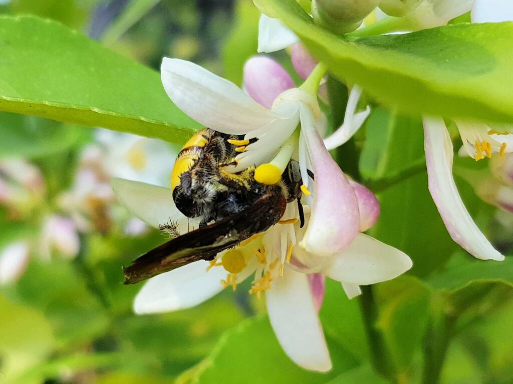 Yellow Hairy Flower Wasp (Radumeris radula) on lemon blossoms, Alice Springs NT