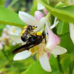 Yellow Hairy Flower Wasp (Radumeris radula) on lemon blossoms, Alice Springs NT
