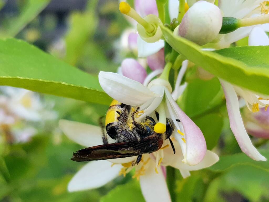 Yellow Hairy Flower Wasp (Radumeris radula) on lemon blossoms, Alice Springs NT