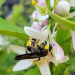 Yellow Hairy Flower Wasp (Radumeris radula) on lemon blossoms, Alice Springs NT