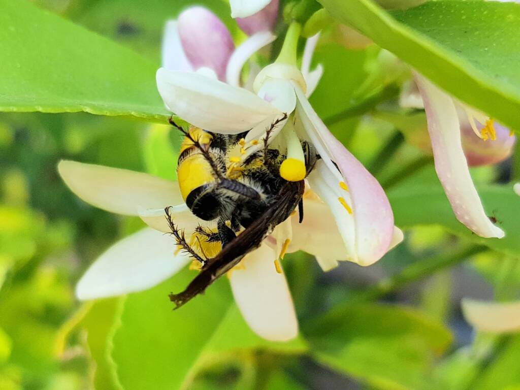 Yellow Hairy Flower Wasp (Radumeris radula) on lemon blossoms, Alice Springs NT