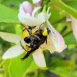 Yellow Hairy Flower Wasp (Radumeris radula) on lemon blossoms, Alice Springs NT