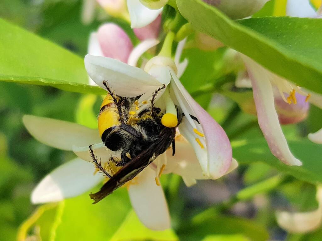 Yellow Hairy Flower Wasp (Radumeris radula) on lemon blossoms, Alice Springs NT