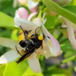 Yellow Hairy Flower Wasp (Radumeris radula) on lemon blossoms, Alice Springs NT