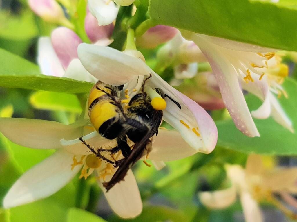 Yellow Hairy Flower Wasp (Radumeris radula) on lemon blossoms, Alice Springs NT