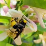 Yellow Hairy Flower Wasp (Radumeris radula) on lemon blossoms, Alice Springs NT