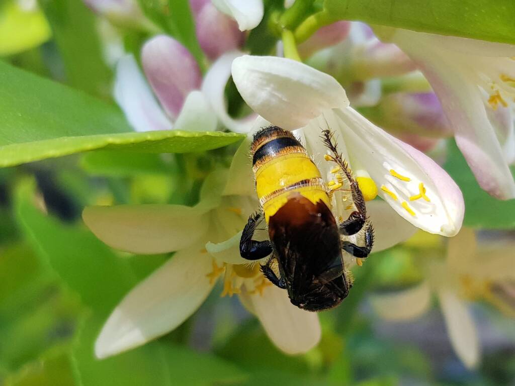 Yellow Hairy Flower Wasp (Radumeris radula) on lemon blossoms, Alice Springs NT