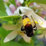 Yellow Hairy Flower Wasp (Radumeris radula) on lemon blossoms, Alice Springs NT