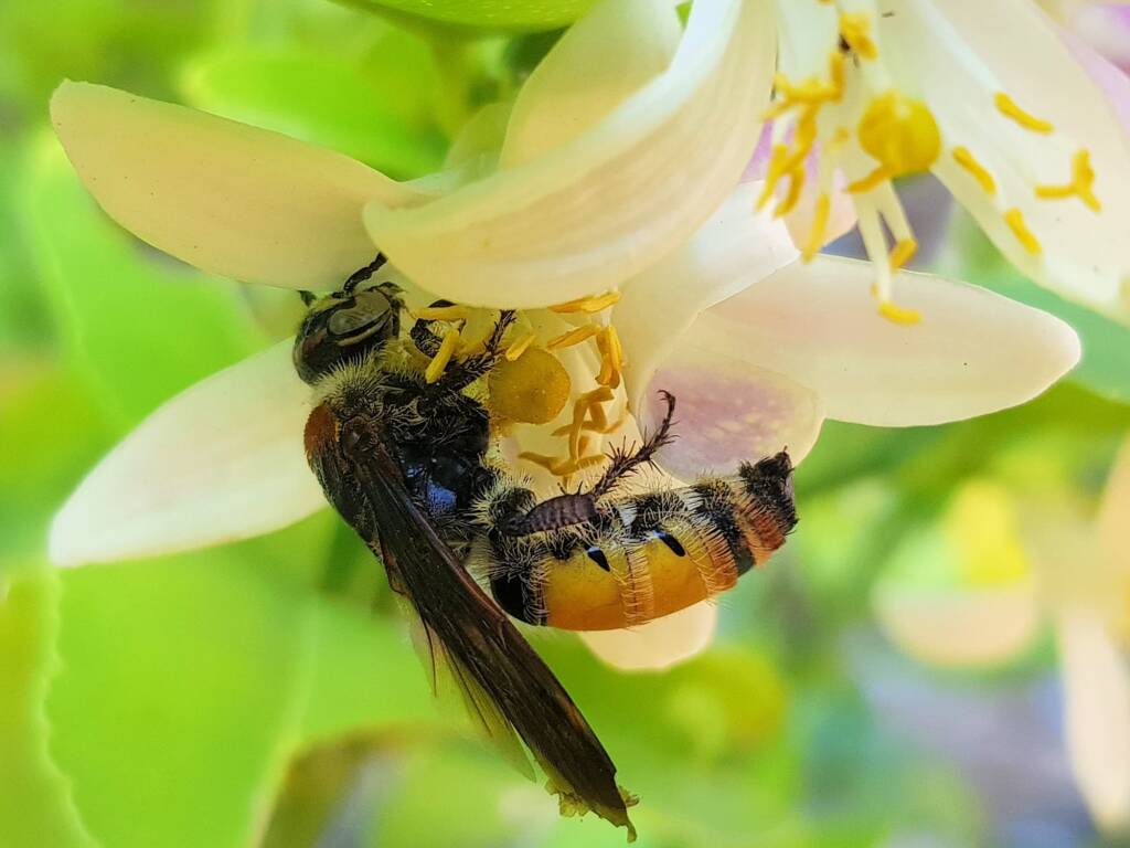 Yellow Hairy Flower Wasp (Radumeris radula) on lemon blossoms, Alice Springs NT