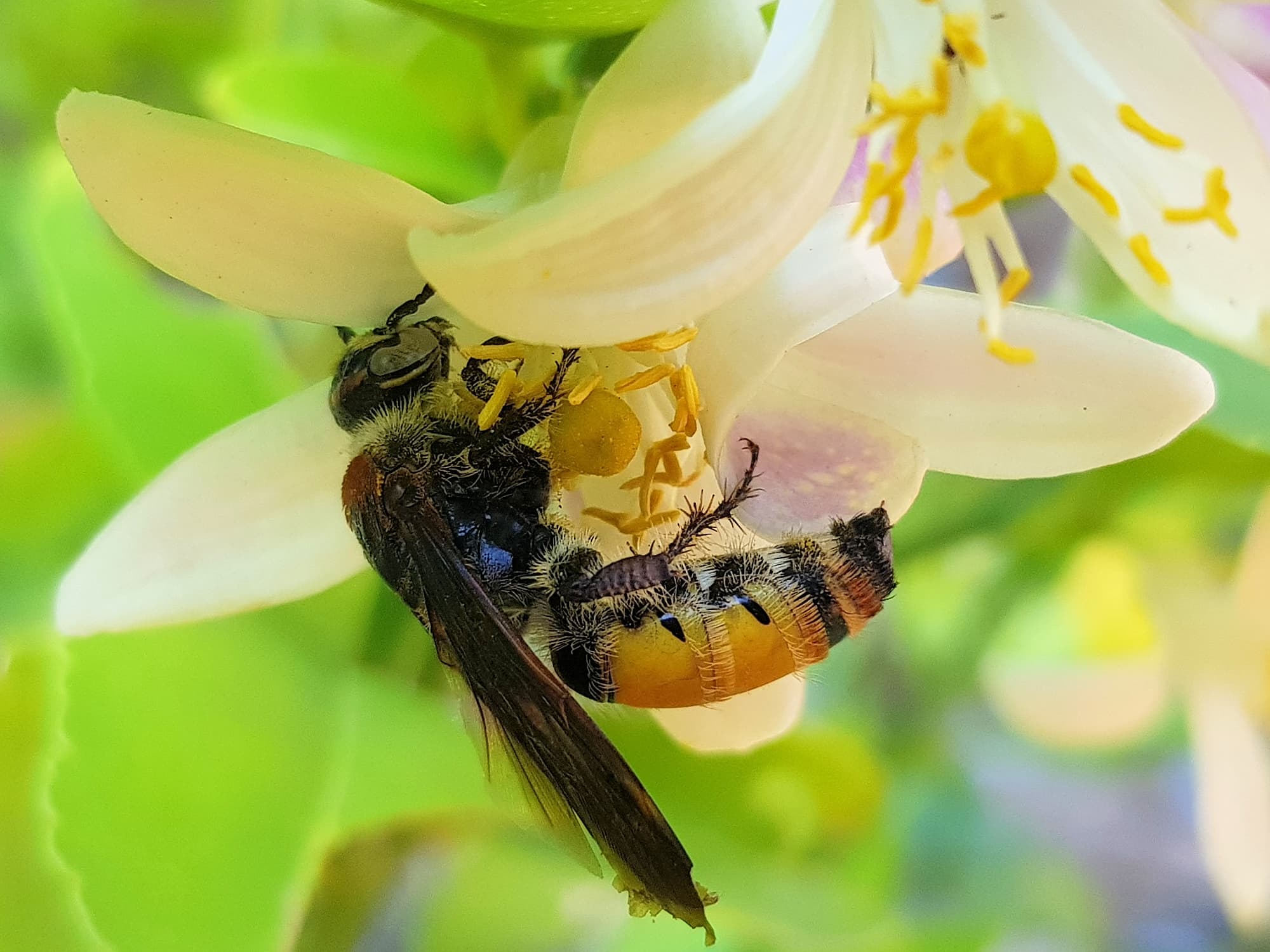 Yellow Hairy Flower Wasp (Radumeris radula) on lemon blossoms, Alice Springs NT