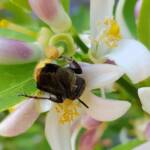 Yellow Hairy Flower Wasp (Radumeris radula) on lemon blossoms, Alice Springs NT