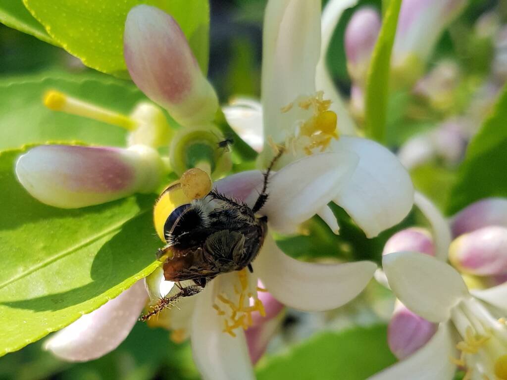 Yellow Hairy Flower Wasp (Radumeris radula) on lemon blossoms, Alice Springs NT