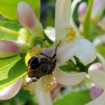 Yellow Hairy Flower Wasp (Radumeris radula) on lemon blossoms, Alice Springs NT