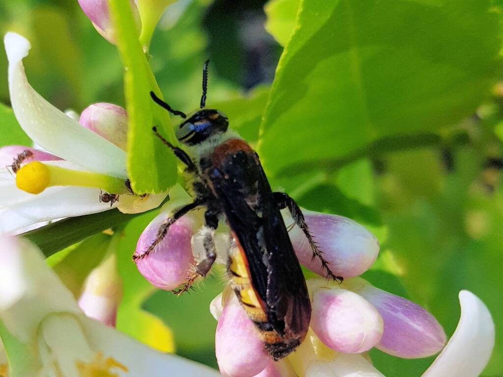 Yellow Hairy Flower Wasp (Radumeris radula) on lemon blossoms, Alice Springs NT