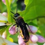 Yellow Hairy Flower Wasp (Radumeris radula) on lemon blossoms, Alice Springs NT