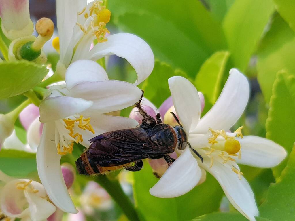 Yellow Hairy Flower Wasp (Radumeris radula) on lemon blossoms, Alice Springs NT