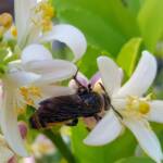 Yellow Hairy Flower Wasp (Radumeris radula) on lemon blossoms, Alice Springs NT