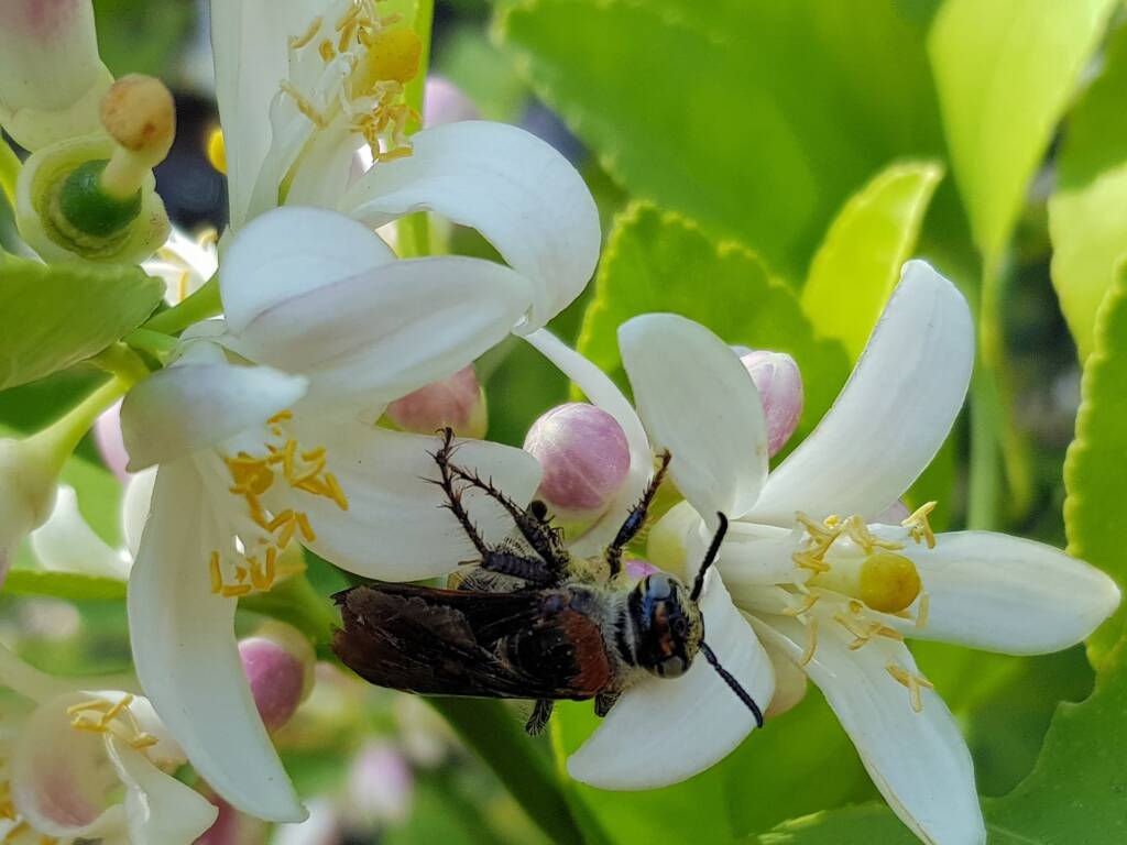 Yellow Hairy Flower Wasp (Radumeris radula) on lemon blossoms, Alice Springs NT