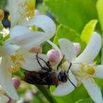 Yellow Hairy Flower Wasp (Radumeris radula) on lemon blossoms, Alice Springs NT