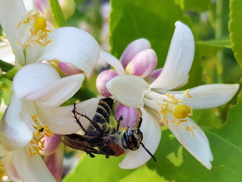 Yellow Hairy Flower Wasp (Radumeris radula) on lemon blossoms, Alice Springs NT