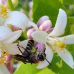 Yellow Hairy Flower Wasp (Radumeris radula) on lemon blossoms, Alice Springs NT