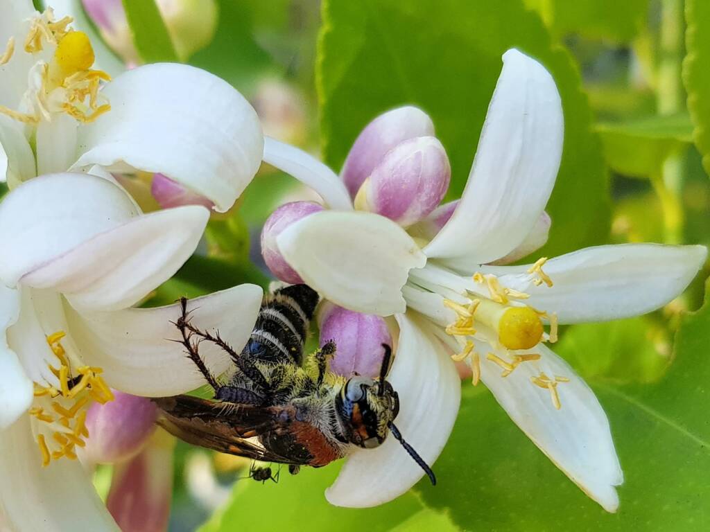 Yellow Hairy Flower Wasp (Radumeris radula) on lemon blossoms, Alice Springs NT