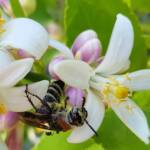 Yellow Hairy Flower Wasp (Radumeris radula) on lemon blossoms, Alice Springs NT
