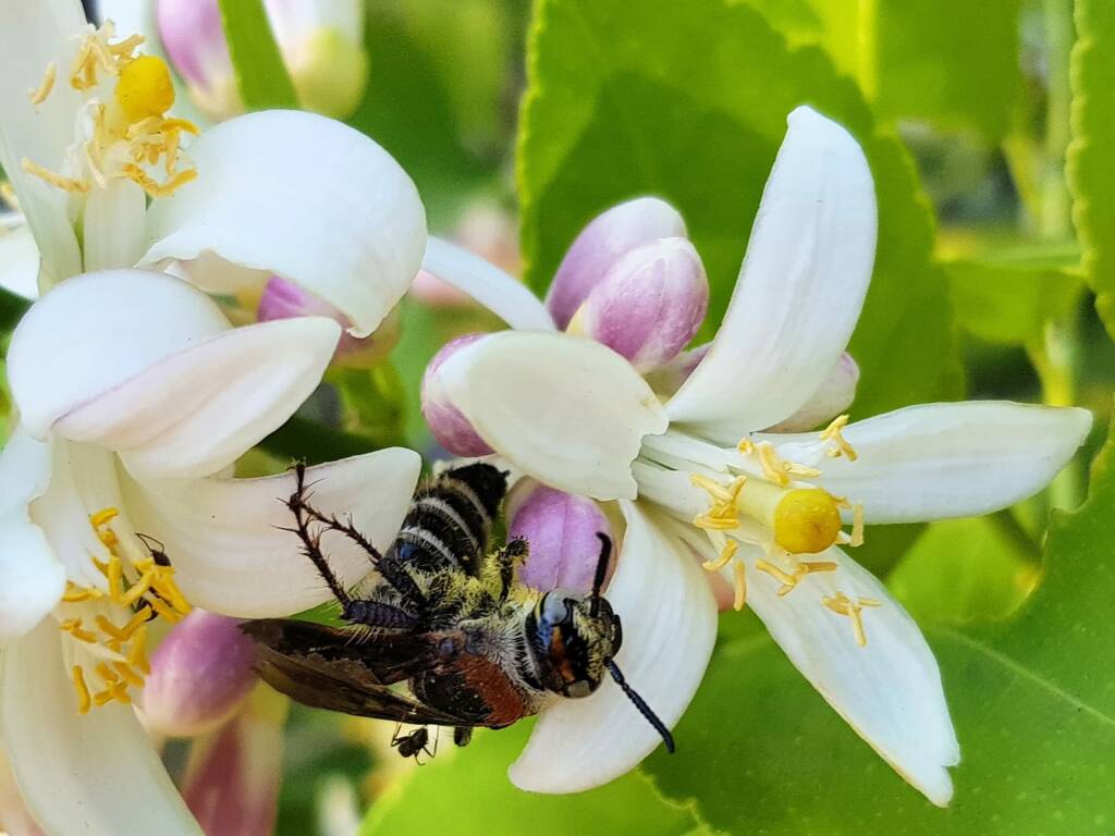 Yellow Hairy Flower Wasp (Radumeris radula) on lemon blossoms, Alice Springs NT
