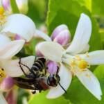 Yellow Hairy Flower Wasp (Radumeris radula) on lemon blossoms, Alice Springs NT