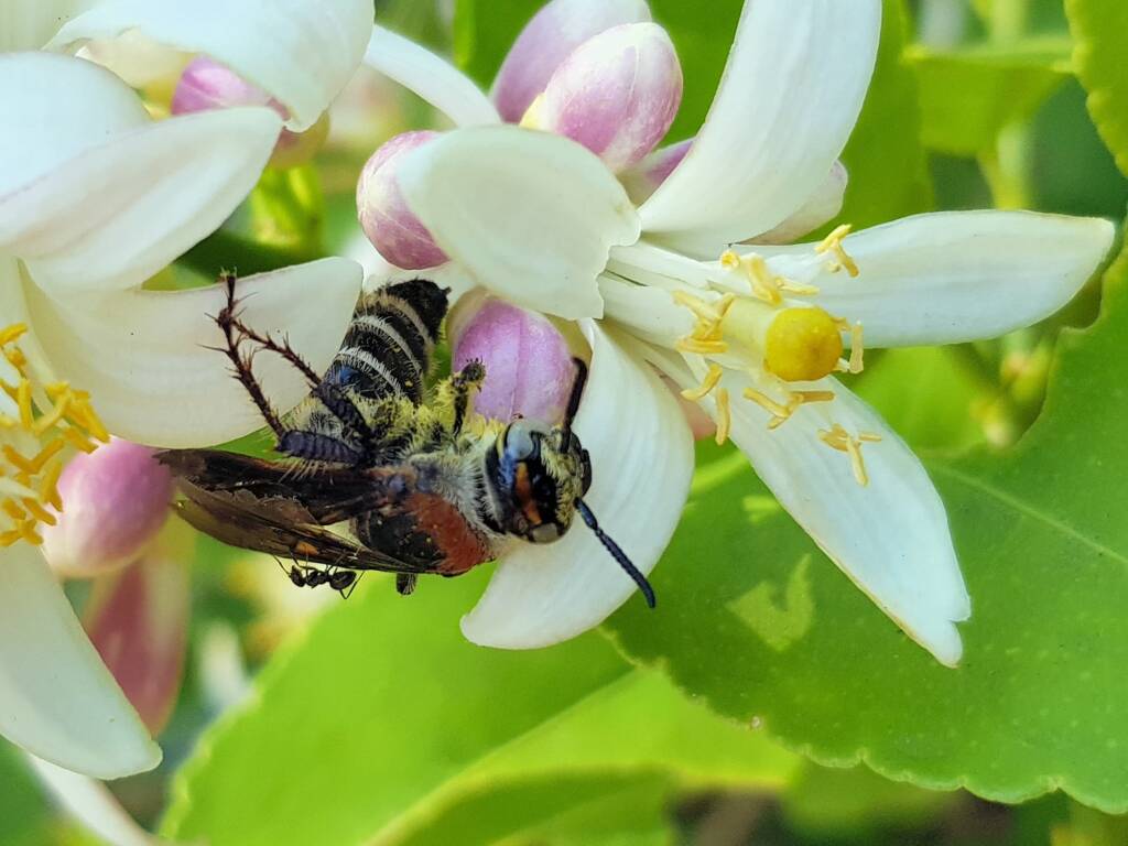 Yellow Hairy Flower Wasp (Radumeris radula) on lemon blossoms, Alice Springs NT