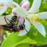 Yellow Hairy Flower Wasp (Radumeris radula) on lemon blossoms, Alice Springs NT