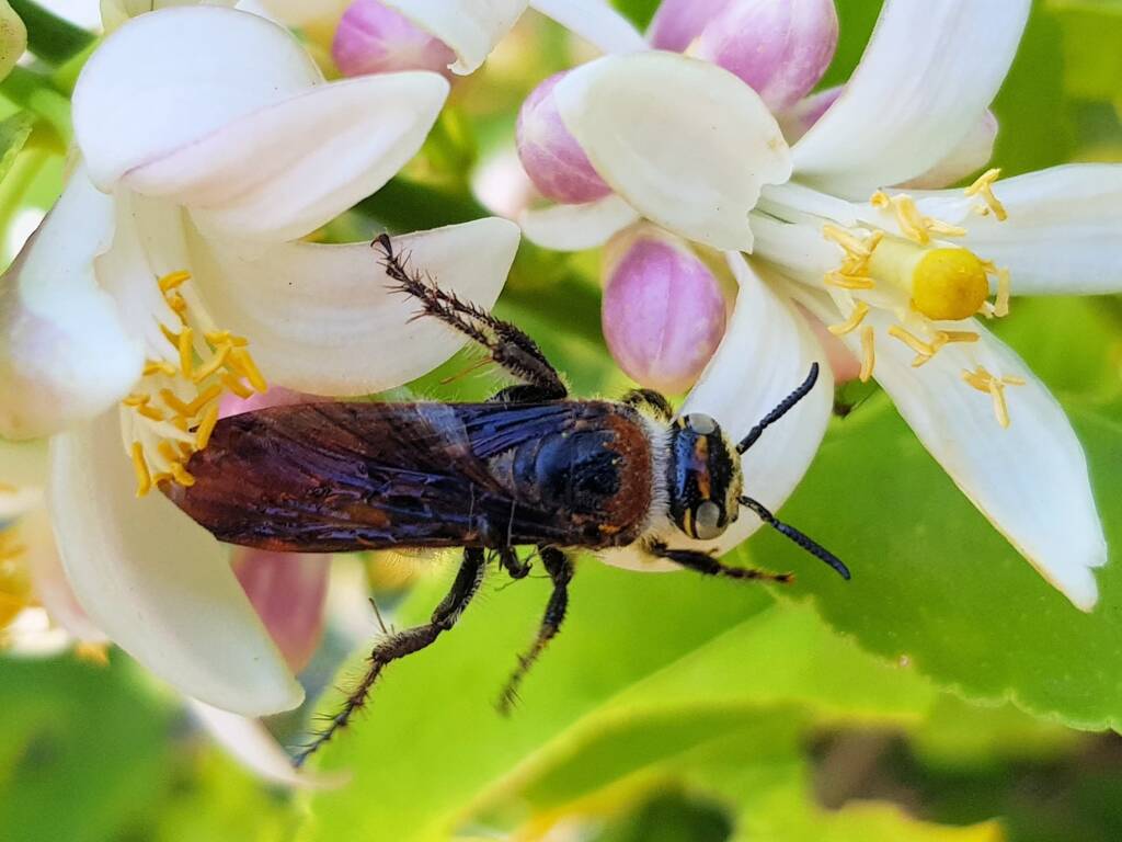 Yellow Hairy Flower Wasp (Radumeris radula) on lemon blossoms, Alice Springs NT