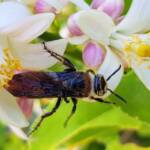 Yellow Hairy Flower Wasp (Radumeris radula) on lemon blossoms, Alice Springs NT