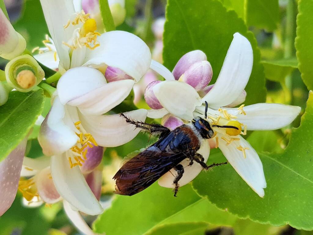 Yellow Hairy Flower Wasp (Radumeris radula) on lemon blossoms, Alice Springs NT