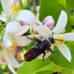 Yellow Hairy Flower Wasp (Radumeris radula) on lemon blossoms, Alice Springs NT