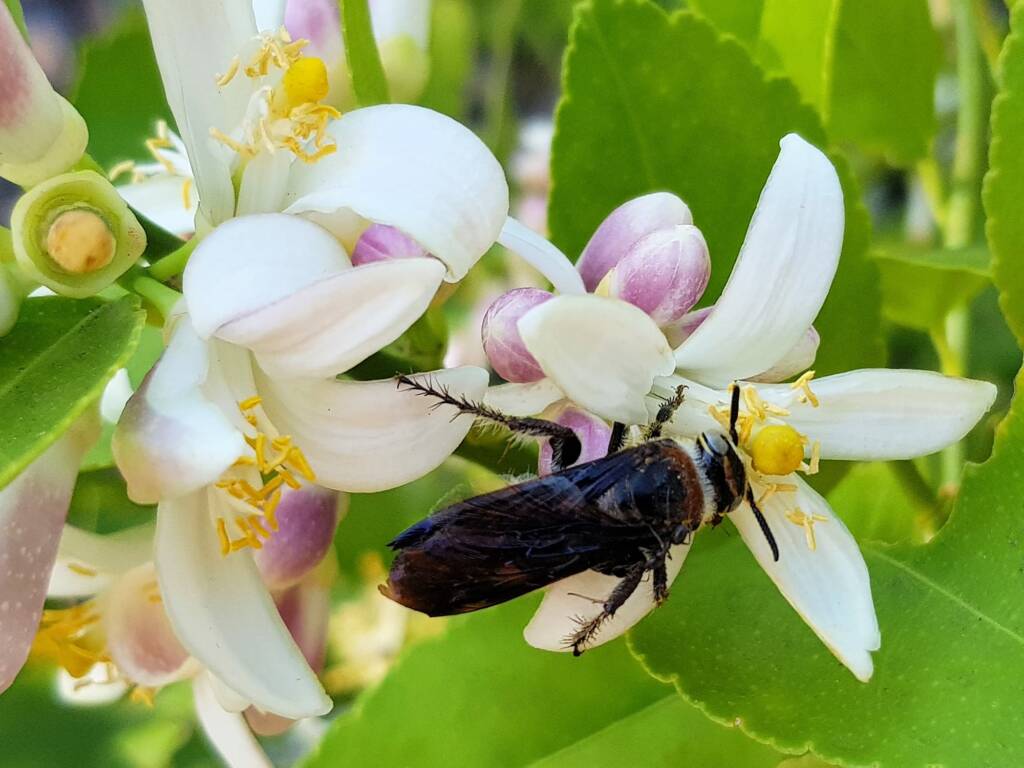 Yellow Hairy Flower Wasp (Radumeris radula) on lemon blossoms, Alice Springs NT